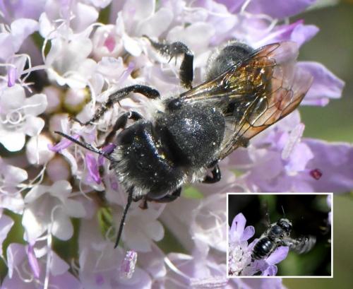 Osmia latreillei